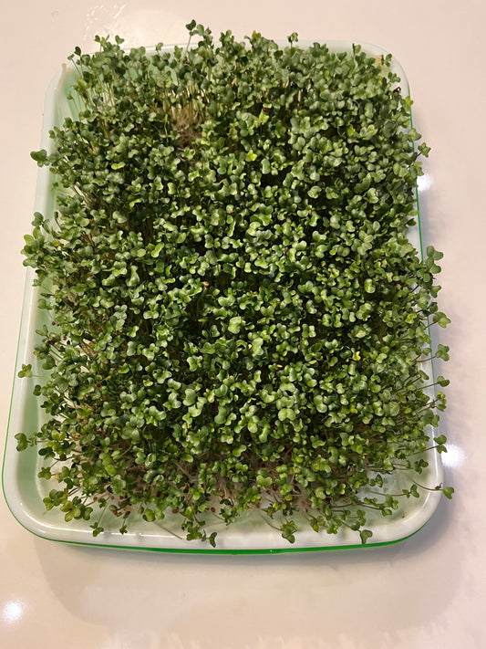 Brócoli Sprouts